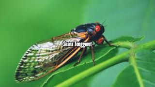 Download lagu Suara Tonggeret Untuk Nada Dering mp3