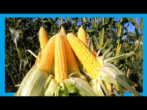 , title : 'Zuckermais erfolgreich im Garten anbauen 🌽 Tipps und Tricks für den Anbau 🌽 Mais im Garten pflanzen'
