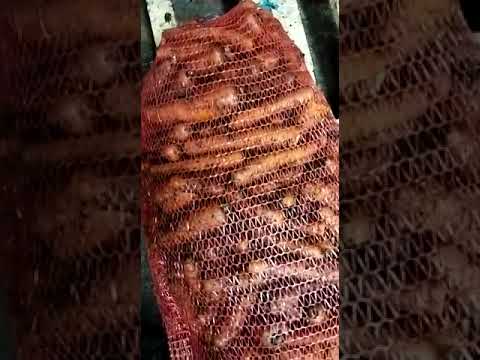 Морковь столовая стандарт