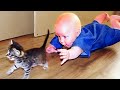 Most Funny Animal And Baby Playing Together Funny Baby And Pets Video
