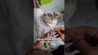 Download lagu Kucing Mabuk, LAPOR BNN?! mp3
