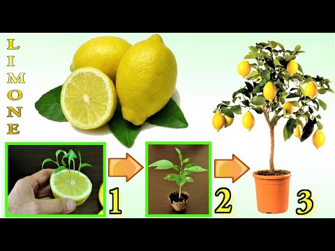 , title : 'LIMONE, TRUCCO INFALLIBILE per far nascere GRATIS un limone in 7 giorni, how to grow fig tree, limon'