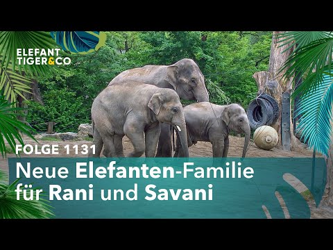 Leipziger Elefanten in München (Folge 1131) | Elefant, Tiger & Co. | MDR