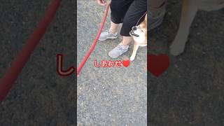 しあわせワン♥＃柴犬#散歩＃癒やし#日常vlog