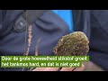 Tankmos groeit hard door veel stikstof, maar dat is niet positief - BuitenGewoon