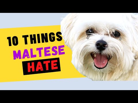 10 Things Maltese Dogs Hate - Try to Avoid the Ones That You Can!