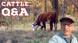 Cattle Questions ANSWERED! - What You Wanted To Know
