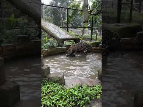 Tonton Video 2