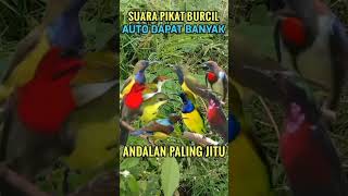 Download lagu Suara pikat burcil ampuh andalan#shorts #pikatburung #birds #burungkicaudialamliar mp3