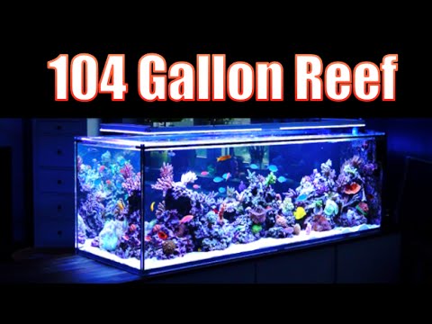 BREATHTAKING Reef Aquarium! HD -104 Gallons