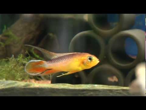 Apistogramma agassizi 'fire red' (Fire Red Agassizi)