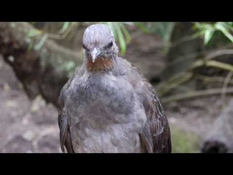 YouTube video about: What did the bird say to the other bird?