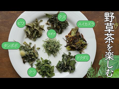 フキタンポポ茶:応用と効果 植物