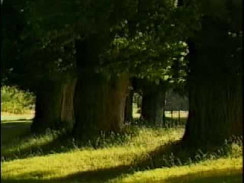 Leaves  Roots   Trunks