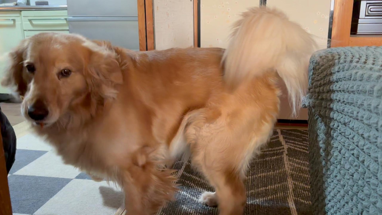 盗み食いを撮影