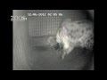 Spotted Hyena Kigali Gives Birth At Monarto Zoo