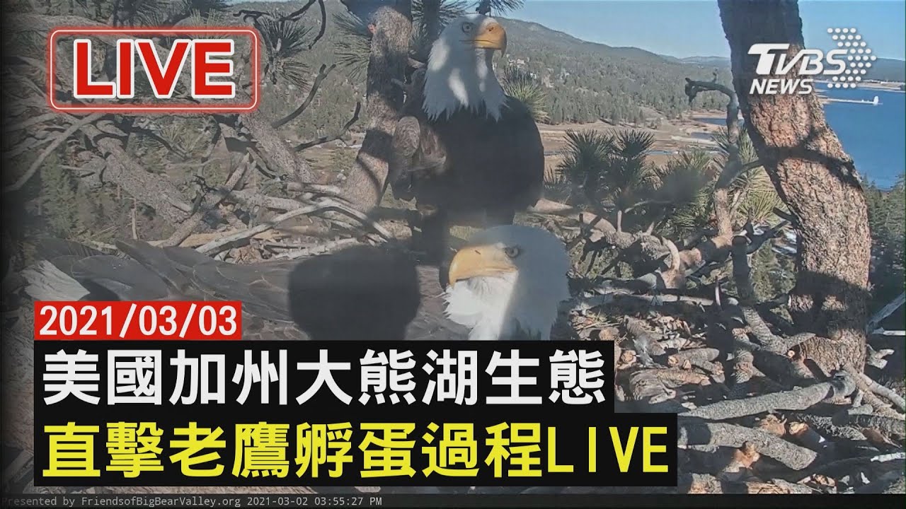 有片／美白頭鷹孵蛋直播　雪中接力拚迎新生