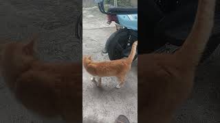 Download lagu Pandangan Pertama Oyen Sepertinya Jatuh Cinta. 🤩#cat #fypシ゚viral #kucinglucu mp3