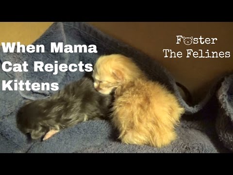 Mama Cat Rejects Newborn Kittens ~ Taking Over Care ~ Warm Them & Feed Them - 3 Days Old