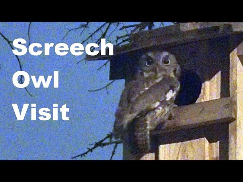 Screech Owl Visits Nest Box Twice In One Night