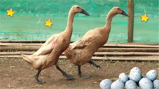 Download lagu BEBEK ANGSA DJ LAGU POTONG BEBEK ANGSA DANGDUT DONAL BEBEK PALING LUCU LAGU BEBEK WEK WEK DJ ASLI mp3