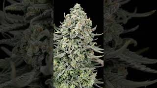Download lagu 🌪️ Big Karen Kush by Zamnesia #growerscommunity #homegrown #cannabisdaily mp3 Download lagu 🌪️ Big Karen Kush by Zamnesia #growerscommunity #homegrown #cannabisdaily mp3