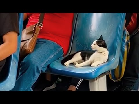 Meow on the Move: Funniest Cat and Human Video 2023😱