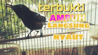Download lagu BURUNG KONIN MEMANGGIL TEMAN NYA pancingan ampuh kolibri ninja mp3