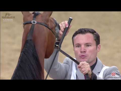 N 152 TEMOOH AL SHAHANIA   29th Qatar Intl A H  Show 2020   2 Years Old Fillies Class 8