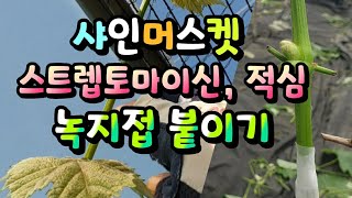 샤인머스켓 스트렙토마이신 처리, 적심,  녹지접붙이기
