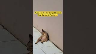 Download lagu Kucing lagi Santai Berjemur mp3