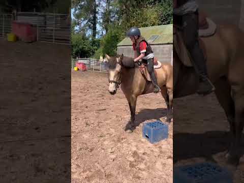 Connemara Filly 138cm - Image 2