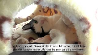 Nova söker ett för-alltid-hem!