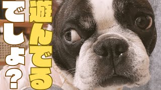あんまり気に入ってくれなかったみたい🥲