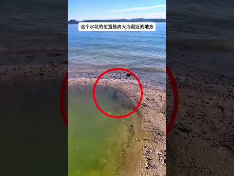 拍到山海經真實的一幕，山海經裏的魚，震驚了世界。