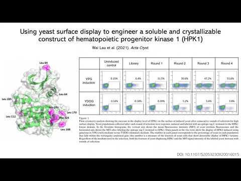 Using YSD to engineer a soluble, crystallizable construct of HPK1; Wai Lau, et al. Acta Cryst (2021)