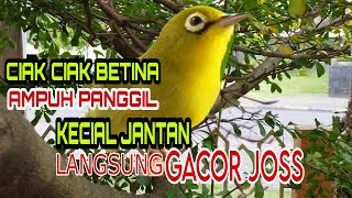 Download lagu Ciak Ciak Kecial Kuning Betina || Menggoda Jantan Ampuh Bikin Gacor Joss mp3