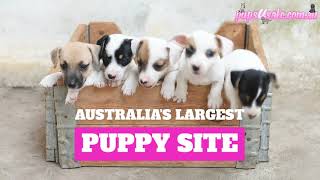 Sell your Puppies Fast on Pups4Sale.com.au