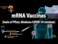 RNA Vaccines (mRNA Vaccine) - Basis of Pfizer and Moderna COVID-19 vaccines, Animation RNA Vaccines (mRNA Vaccine) - Basis of Pfizer and Moderna COVID-19 vaccines, Animation