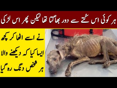 This Girl Picked a Dog Which No One Even Dared to Touch and this is How His Life Changed