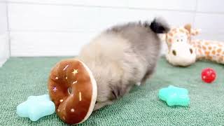 ハーフ犬の動画01