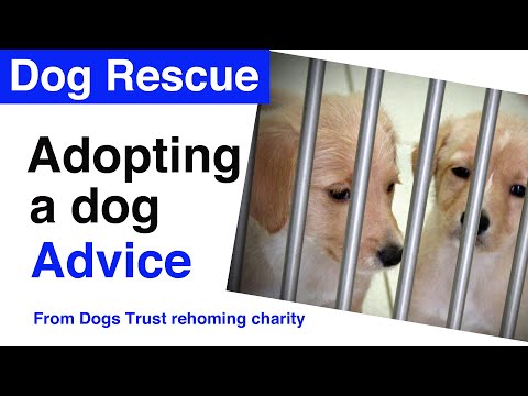 , title : 'Dog Rescue Advice | Tips from Dogs Trust if you're thinking of rehoming a dog'