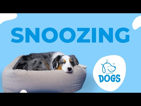 4 HOURS of CALMING DOG TV Program | PEACEFUL SOUNDS for HAPPY PETS