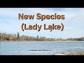 Video Thumbnail for New Species (Lady Lake)