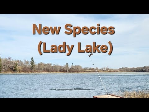 New Species (Lady Lake)