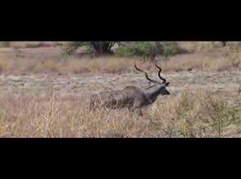 The Greater Kudu video thumbnail