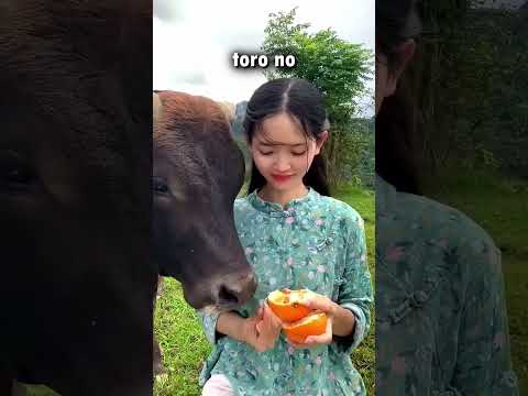 ¡CUIDADO! ¡La vaca corre hacia ti!