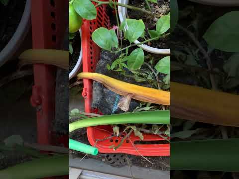 アマリリスは長い葉の形だけを残し、魅力的な帯状に成長します