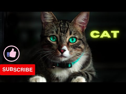 Domestic Cats – Habitat, life cycle, their size and Diet