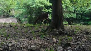 平瀬彪　撮影　水辺で珍客
